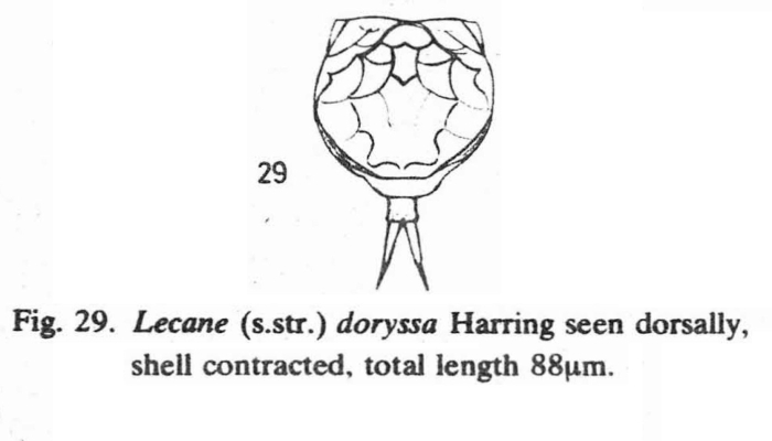 Lecane doryssa Lecane doryssa