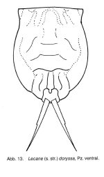 Lecane doryssa