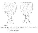 Lecane doryssa