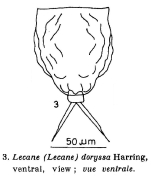 Lecane doryssa