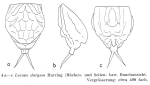 Lecane doryssa