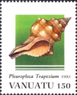 Pleuroploca trapezium