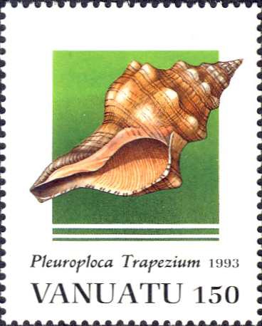 Pleuroploca trapezium Pleuroploca trapezium