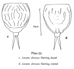Lecane doryssa