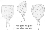 Lecane doryssa