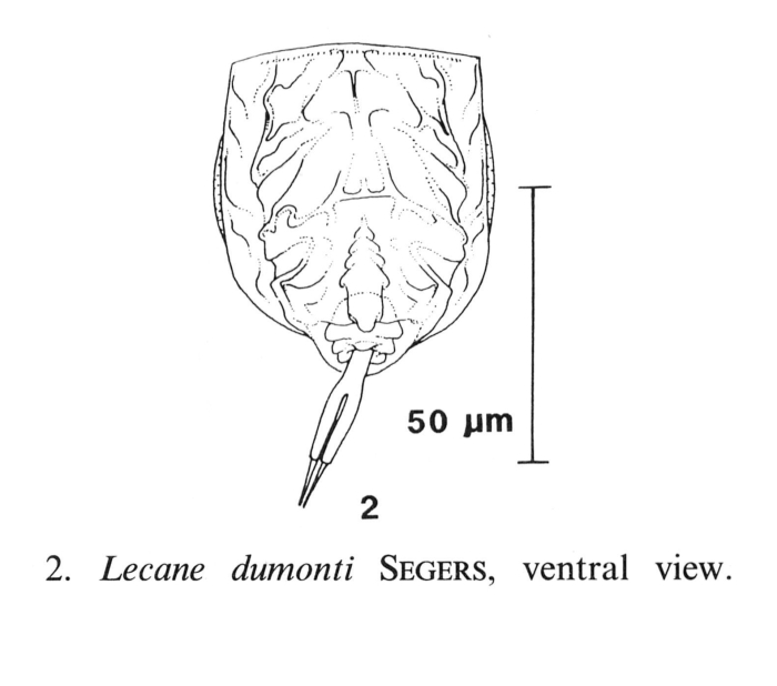 Lecane dumonti Lecane dumonti