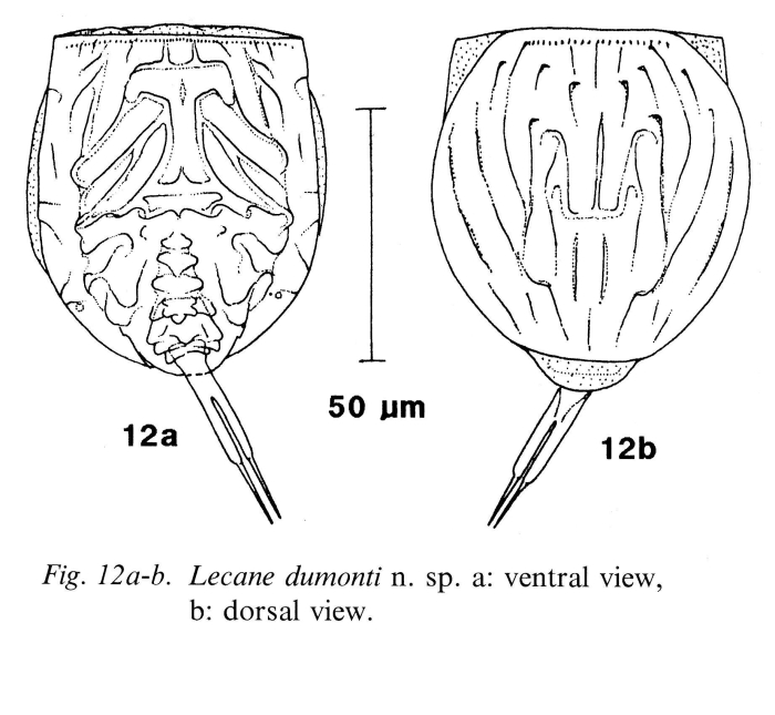Lecane dumonti - Original description image