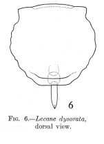Lecane dysorata - Original description image
