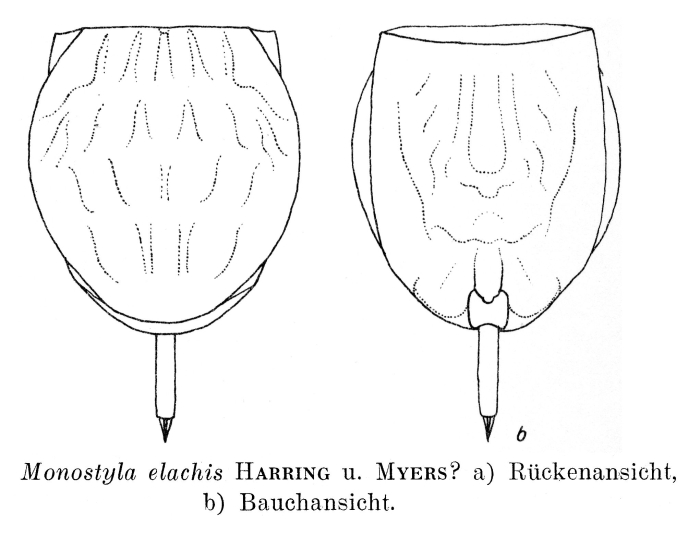 Lecane elachis Lecane elachis
