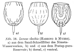 Lecane elachis
