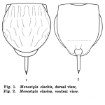Lecane elachis - Original description image