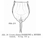 Lecane elasma