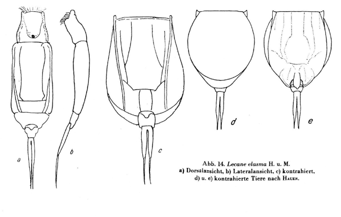 Lecane elasma