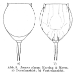 Lecane elasma