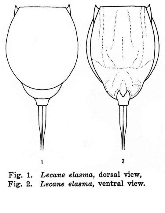 Lecane elasma - Original description image