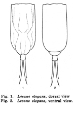 Lecane elegans