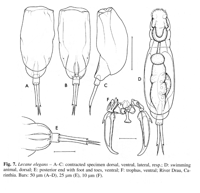 Lecane elegans