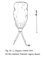 Lecane elegans