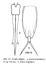 Lecane elegans
