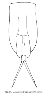 Lecane elegans
