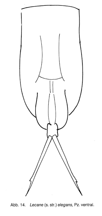 Lecane elegans