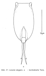Lecane elegans