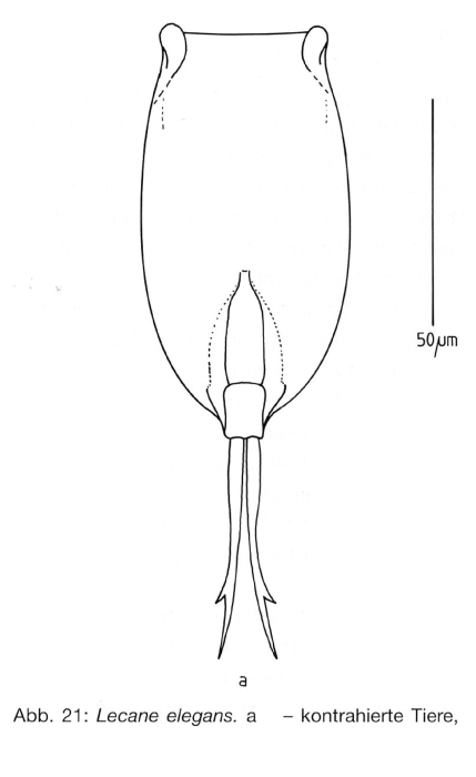 Lecane elegans