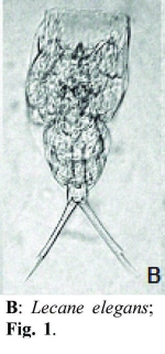 Lecane elegans