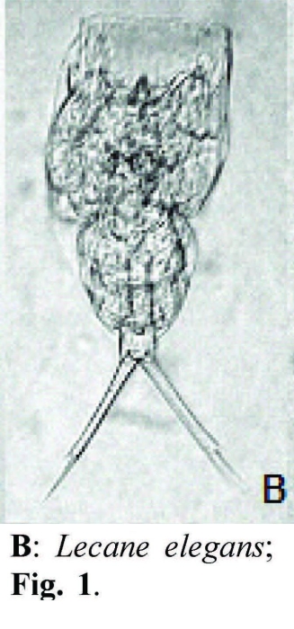 Lecane elegans