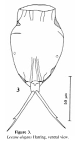 Lecane elegans