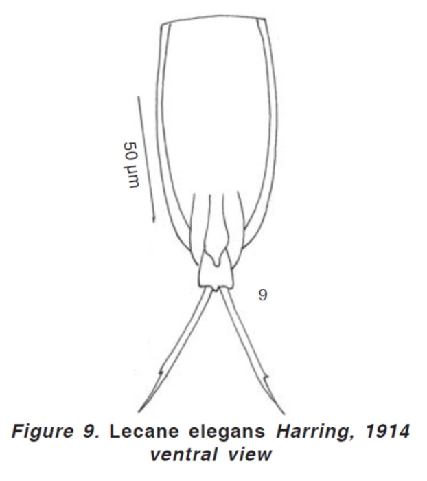Lecane elegans