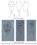 Lecane elegans