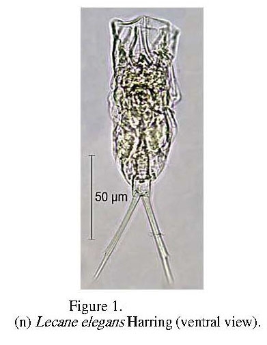 Lecane elegans