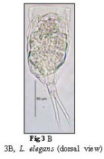 Lecane elegans