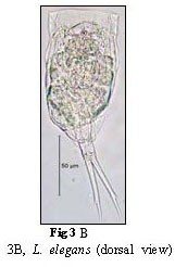 Lecane elegans