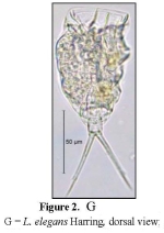Lecane elegans