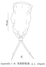 Lecane elegans