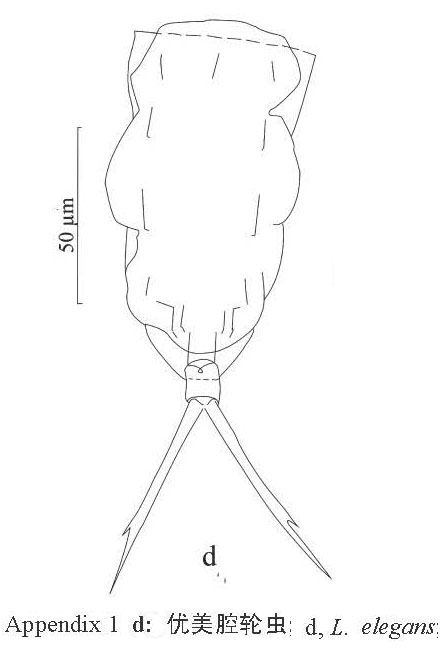 Lecane elegans