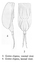 Lecane elegans - Original description image