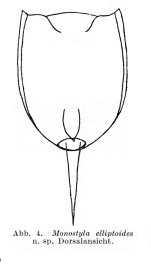 Lecane elliptoides