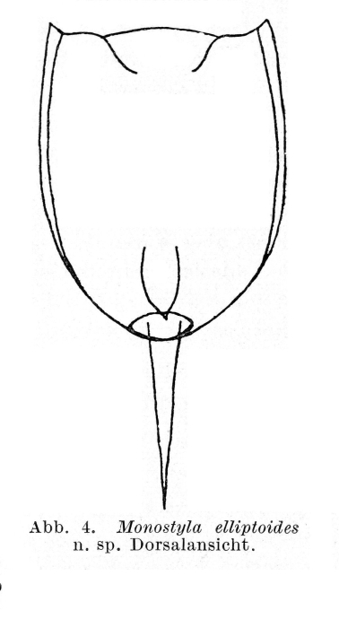 Lecane elliptoides