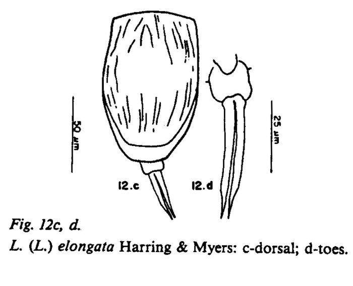 Lecane elongata