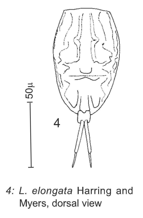 Lecane elongata