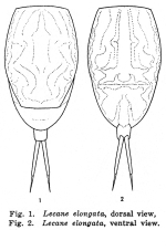 Lecane elongata - Original description image