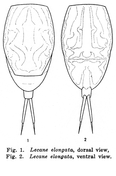 Lecane elongata - Original description image