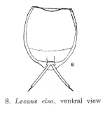 Lecane elsa
