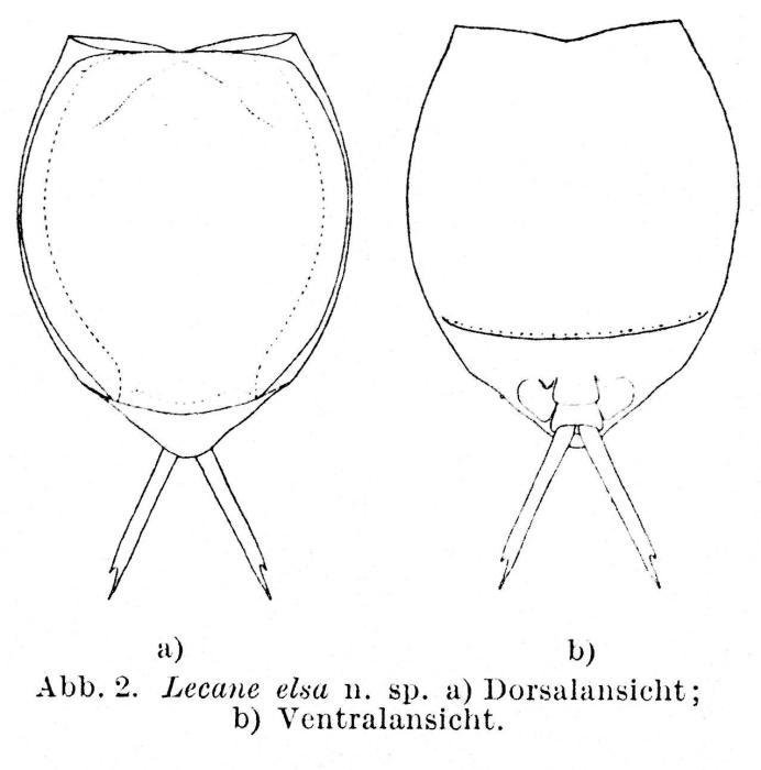Lecane elsa