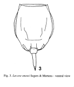 Lecane enowi
