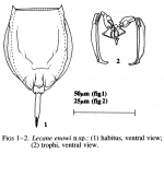 Lecane enowi - Original description image