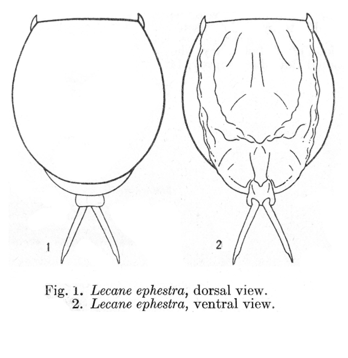 Lecane ephestra - Original description image